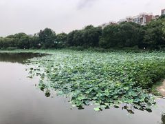 -新江湾城公园
