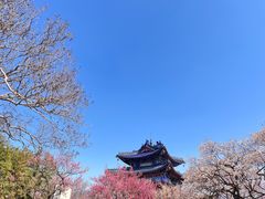 -梅花山(明孝陵内)