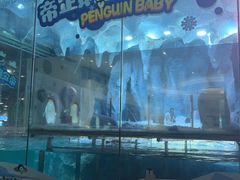 -帝企鹅自助餐厅•儿童岛•真企鹅(长隆企鹅酒店)