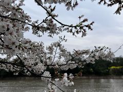 -高东镇樱花园