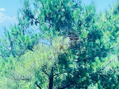 -苍山感通索道