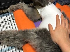-关爱宠物医院·猫科中心·消化科(滨湖万达分院)