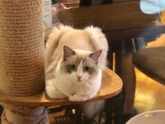 -喵园·猫主题咖啡厅·撸猫·猫咖(国贸店)