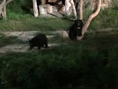 -清迈夜间动物园