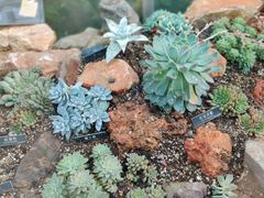 -国家植物园南园