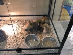 -momokira米努特·德文卷毛猫·棉花面纱犬