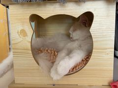 -平行世界·猫咖(首经贸店)