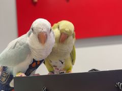 -DQ·蛋糕·冰淇淋(嘉兴南湖万达店)