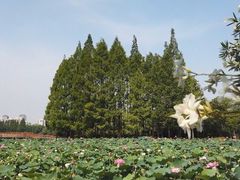 -黄兴公园