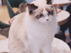 -遇见羊驼·奶狗咖·布偶猫咖·法斗柯基柴犬阿拉斯加(春熙路太古里IFS店)