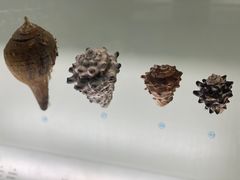 -青岛贝壳博物馆