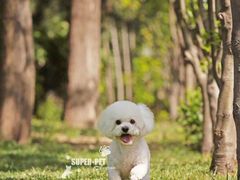 -超宠爱宠物摄影-Super pet