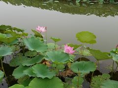 -白洋淀景区