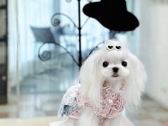 -鑫艺宠物美容培训学校