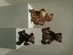 android_upload_pic-济州岛泰迪熊博物馆