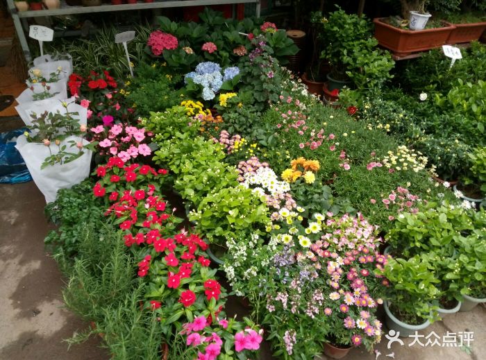 三林花鸟市场图片