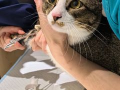 -爱侣宠医·鹦鹉专科·小型哺乳类·异宠专科(灵石路店)