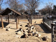 -石家庄市动物园