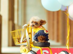 -超宠爱宠物摄影-Super pet