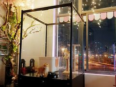 -70cat德文卷毛猫·缅因猫纯种猫舍