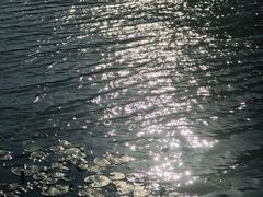 -大湾区中央湿地公园