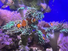 -海合安成都极地海洋公园