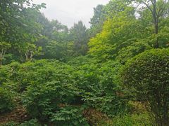 -洛阳市隋唐城遗址植物园