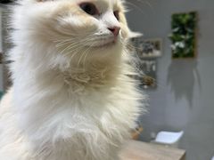 -藏猫猫咖啡主题馆(中央大道店)