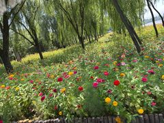 -野鸭湖国家湿地公园