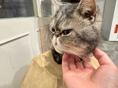 -楼上猫咖(罗湖店)