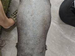 -小伙伴宠物医院•急重症转诊中心·老年专科·犬猫全科(北大街总院)