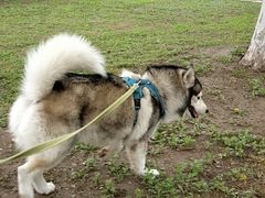 -多乐狗狗宠物训练工作室