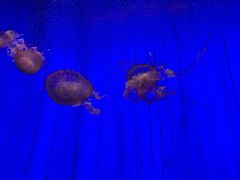 -上海海洋水族馆