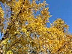 -三里屯东五街银杏大道