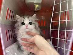 -猫十亿·布偶金渐层·曼基康矮脚猫舍(青年路店)