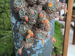 -南山植物园