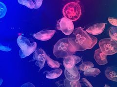 -成都浩海立方海洋公园