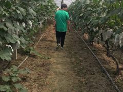 -马陆小张葡萄园农家乐