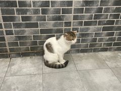 -猫的天空之城概念书店(杭州南宋御街店)