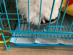 -翊宠yipet猫狗购宠庄园犬舍•猫舍