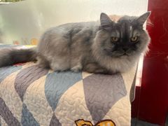 -佑安动物医院·全科·内窥镜中心(幸福巷店)