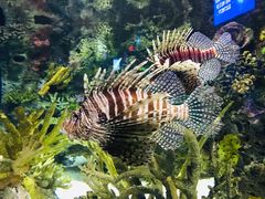 -瑞普利水族馆