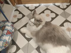 -有猫咖啡umeow coffee