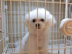 -囡的喵喵酱·萌宠生活馆·宠物洗护美容(胶州路店)