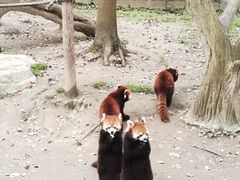 -上海野生动物园