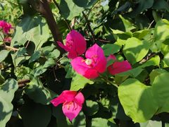 -西湖外事游船(花港观鱼码头)