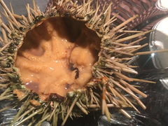海胆-铭门盛宴艺术海鲜姿造(珠江新城店)