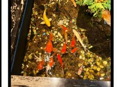 -隐炉和牛烧肉店(群力店)