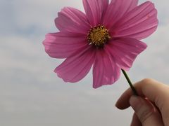 -径山花海