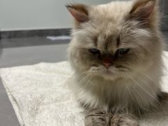 -中农大我爱我爱24h动物医院·中医针灸·猫专科·骨科医疗中心(双井店)